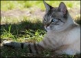/album/galerie-photos/joli-chatte-jpg/